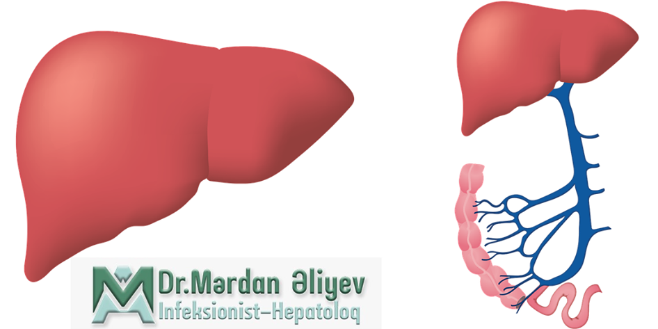 Hepatit Virusları, hepatit, qaraciyer