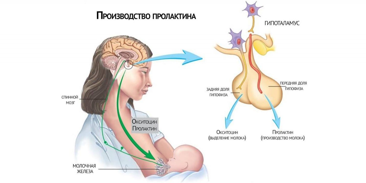 Сколько восстанавливаются месячные